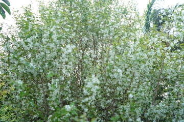 flowering cherry tree with white flowers