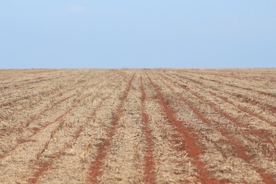 Plantio direto na palhada - SPD, Oeste da Bahia, Matopiba, Brasil. Agricultura Regenerativa. 