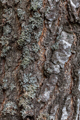 background or texture in the form of uneven tree bark