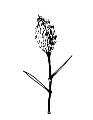 Simple vector black outline drawing. Ink sketch. Panicle inflorescences, pampas steppe grass, wild reeds. Nature, plants for decorating boho style.