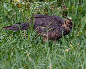 A young bird looking for food on the meadow