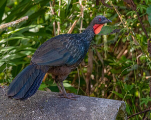 A bird perched on a concrete pipe watching the neighborhood