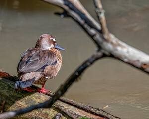 A small teal resting over a dead tree trunk on the river