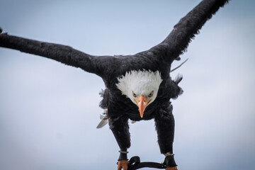 Fly eagle with open wings.