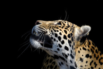 leopard wildlife , animal isolated