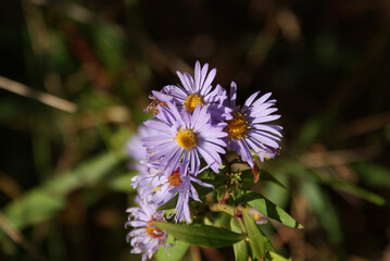 bee on a flower