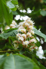Chestnut flowers