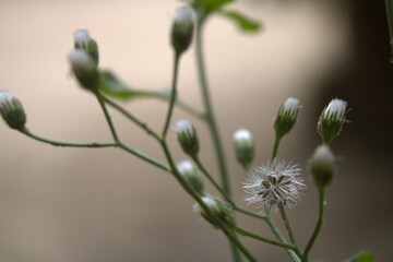 dandelion head