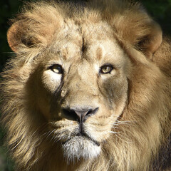 Lion , king isolated , Portrait Wildlife animal