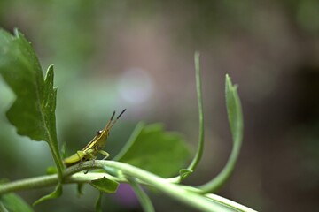 grasshopper on a leaf