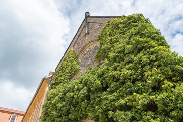 Hedera helix Gemeiner Efeu an der Fassade der Schlosskirche Ettersburg in Thüringen bei Weimar
