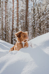 Fluffy brown Nova Scotia Duck Tolling Retriever playing with the snow. Selective focus on pet. Outdoor leisure with the dog. Domestic animals concept.