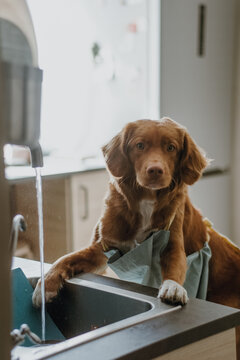 Cute brown Nova Scotia Duck Tolling Retriever washing dishes in the sink. The dog helps in the kitchen. Selective focus on pet head. Domestic animals concept.