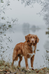 Brown Nova Scotia Duck Tolling Retriever on the lake shore. Blurred landscape on background. Selective focus on dog. Walking with domestic animals. Copy space.