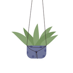 House plant aloe in hanging pot, home balcony or office indoor nature garden decoration vector illustration. Cartoon green aloe, tropical succulent houseplant growing isolated on white