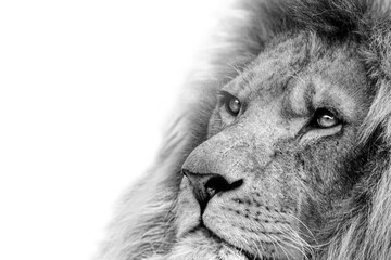 Lion , king isolated , Portrait Wildlife animal