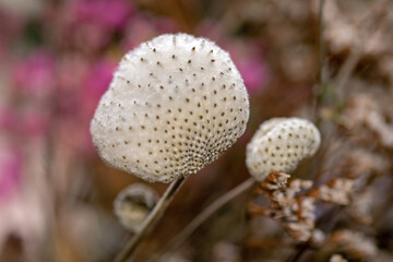 Samenstand der Herbst-Anemone