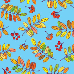 Colorful outline rowan leaves and berries in sky blue background. Seamless vector pattern