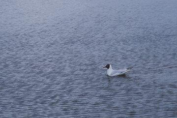 Seagull on the water at beach seashore