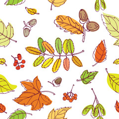 Colorful outline rowan, maple and oak leaves and berries in white background. Seamless vector pattern