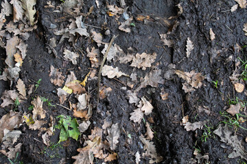 Dirt with fall leaves texture autumn