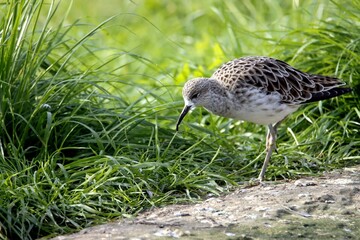 oiseau