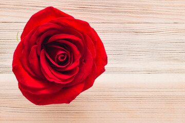 Single Red Rose on Cedar Background