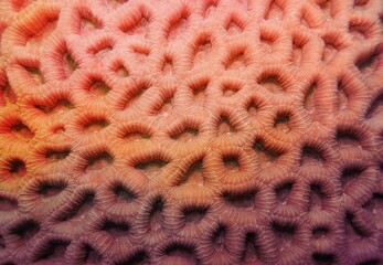 Abstract background in trendy coral color - Organic texture of the hard honeycomb coral