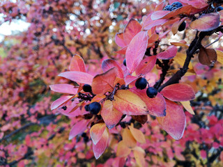 Autumn branch of cotoneaster with red leaves and black berries.