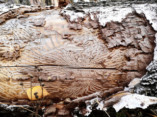 Photo of the texture of a birch tree trunk without bark. Old trunk gnawed by a bark beetle.