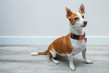 Perro de orejas puntiagudas. Suelo de madera gris y pared lisa blanca. Perro mirando. Podenco adulto. 