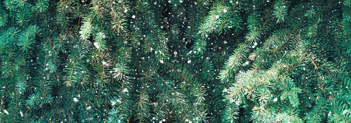 Christmas tree branches background with falling snow.