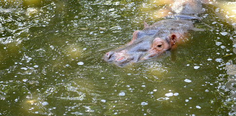 Hippopotamus swimming in the pond.