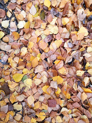Beautiful autumn background of yellow birch leaves on the ground.