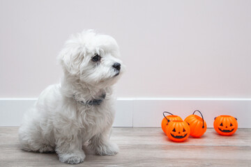 Perro en halloween. Perro con calabazas de halloween. Cachorro de bichón maltés blanco. Suelo de...