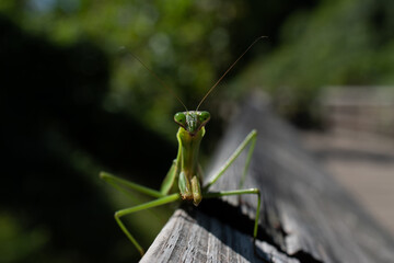 green praying mantis
