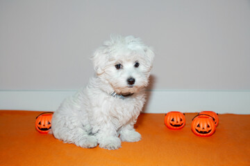Perro en halloween. Perro con calabazas de halloween. Cachorro de bichón maltés blanco. Suelo naranja y pared lisa blanca. Calabazas de halloween. 