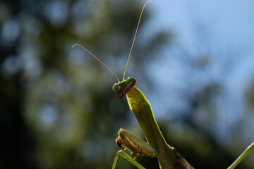 green praying mantis