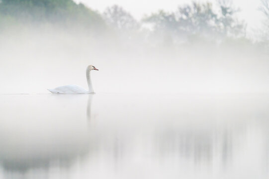 Beautiful autumn foggy morning on tha lake with swans near my house