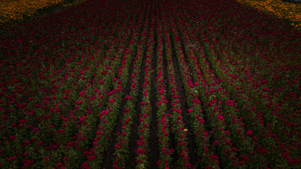 Vista aerea de los Campos de cultivo de color rojo y anaranjado de flor de cempasuchil que es...