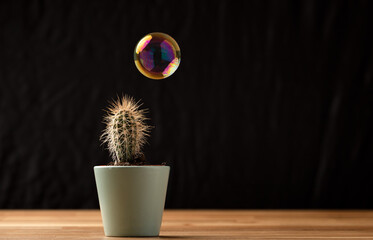 Soap bubble floating on air close to cactus  succullent on black background. Risk, danger,...