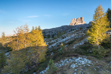 Alpine landscape, Mountains, fir trees and above all larches that change color assuming the typical yellow autumn color. Southern Tyrol. Amazing view from Passo Falzarego in Dolomites near Cortina.