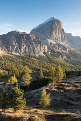 Fototapeta premium Alpine landscape, Mountains, fir trees and above all larches that change color assuming the typical yellow autumn color. Southern Tyrol. Amazing view from Passo Falzarego in Dolomites near Cortina.