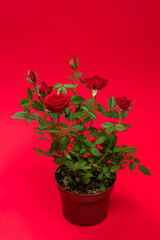 RRed roses in a pot on red background. Copy space.