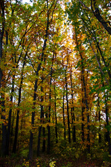 fall season weather. yellow autumn on natural background. autumn nature.