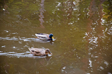 ducks couple in river or lake water, nature