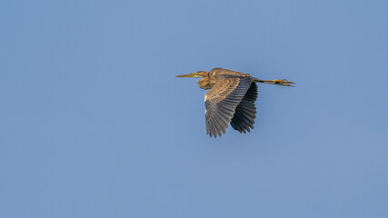 Purple heron in flight in a cloudless sky