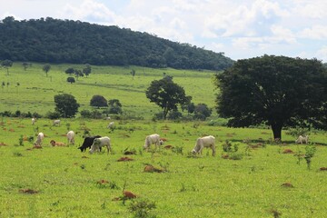 Fototapeta na wymiar Pasto degradado, Goiás - Brasil. 