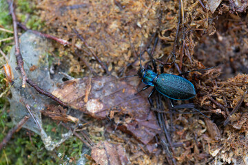 Ground-Beetle Carabus Chaetocarabus intricatus in close view