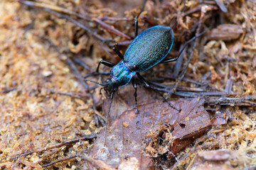 Ground-Beetle Carabus Chaetocarabus intricatus in close view